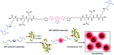 Graphical abstract: Nanostructure formation-induced fluorescence turn-on for selectively detecting protein thiols in solutions, bacteria and live cells