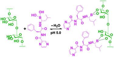 Graphical abstract: Acid-labile boronate-bridged dextran–bortezomib conjugate with up-regulated hypoxic tumor suppression
