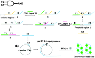 Graphical abstract: A DNA logic gate based on strand displacement reaction and rolling circle amplification, responding to multiple low-abundance DNA fragment input signals, and its application in detecting miRNAs