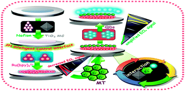 Graphical abstract: A ratiometric biosensor for metallothionein based on a dual heterogeneous electro-chemiluminescent response from a TiO2 mesocrystalline interface