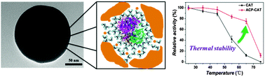 Graphical abstract: The effect of amorphous calcium phosphate on protein protection against thermal denaturation