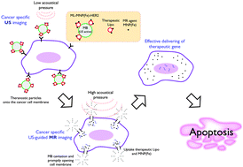 Graphical abstract: Enhancement of cancer specific delivery using ultrasound active bio-originated particles