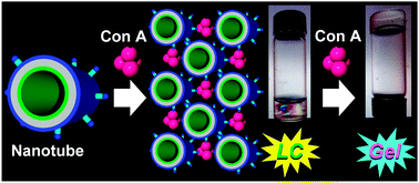 Graphical abstract: Two-step naked-eye detection of lectin by hierarchical organization of soft nanotubes into liquid crystal and gel phases