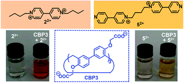 Graphical abstract: Molecular binding behavior of bipyridium derivatives by water-soluble carboxylato-biphen[3]arene