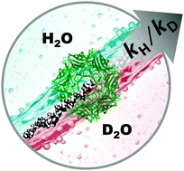 Graphical abstract: DNA modulates solvent isotope effects in a nanopore