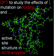 Graphical abstract: Influence of key amino acid mutation on the active site structure and on folding in acetyl-CoA synthase: a theoretical perspective