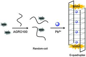 Graphical abstract: Turn-on and label-free fluorescence detection of lead ions based on target-induced G-quadruplex formation