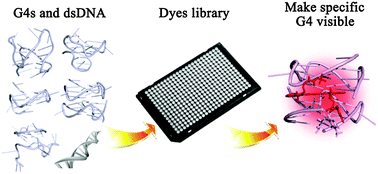 Graphical abstract: Development of fluorescent probes specific for parallel-stranded G-quadruplexes by a library approach