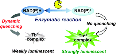 Graphical abstract: Detection of NAD(P)H-dependent enzyme activity with dynamic luminescence quenching of terbium complexes