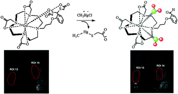 Graphical abstract: A switch-on MRI contrast agent for noninvasive visualization of methylmercury