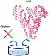 Graphical abstract: Cisplatin binding to human serum albumin: a structural study
