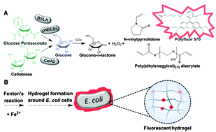 Graphical abstract: A flow cytometer-based whole cell screening toolbox for directed hydrolase evolution through fluorescent hydrogels