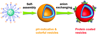 Graphical abstract: Preparation of anion-exchangeable polymer vesicles through the self-assembly of hyperbranched polymeric ionic liquids