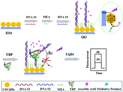 Graphical abstract: A new visible-light-driven photoelectrochemical biosensor for probing DNA–protein interactions