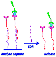 Graphical abstract: DNA strand displacement reaction for programmable release of biomolecules