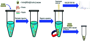 Graphical abstract: Rational synthesis of novel recyclable Fe3O4@MOF nanocomposites for enzymatic digestion