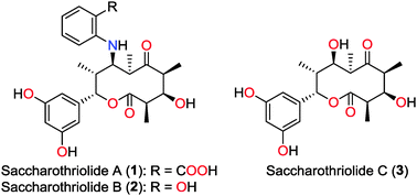 Graphical abstract: Saccharothriolides A–C, novel phenyl-substituted 10-membered macrolides isolated from a rare actinomycete Saccharothrix sp.