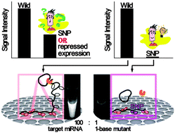 Graphical abstract: Detection of microRNA SNPs with ultrahigh specificity by using reduced graphene oxide-assisted rolling circle amplification