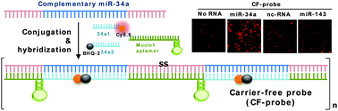 Graphical abstract: Multivalent aptamer–RNA based fluorescent probes for carrier-free detection of cellular microRNA-34a in mucin1-expressing cancer cells