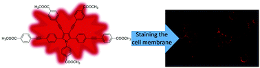 Graphical abstract: Red fluorescent luminogen from pyrrole derivatives with aggregation-enhanced emission for cell membrane imaging