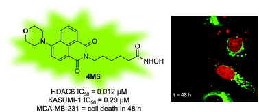 Graphical abstract: A fluorescent histone deacetylase (HDAC) inhibitor for cellular imaging