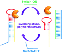 Graphical abstract: Target DNA induced switches of DNA polymerase activity