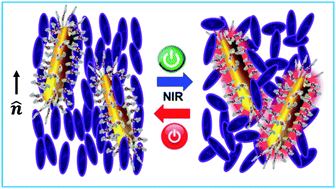 Graphical abstract: Near infrared light-driven liquid crystal phase transition enabled by hydrophobic mesogen grafted plasmonic gold nanorods