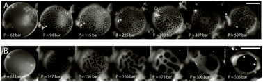 Graphical abstract: Separation of liquid domains in model membranes induced with high hydrostatic pressure