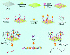 Graphical abstract: Target protein induced cleavage of a specific peptide for prostate-specific antigen detection with positively charged gold nanoparticles as signal enhancer