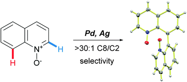 Graphical abstract: Experimental and mechanistic analysis of the palladium-catalyzed oxidative C8-selective C–H homocoupling of quinoline N-oxides