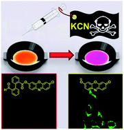 Graphical abstract: An intramolecular crossed-benzoin reaction based KCN fluorescent probe in aqueous and biological environments