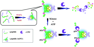 Graphical abstract: Green synthesis of peptide-templated gold nanoclusters as novel fluorescence probes for detecting protein kinase activity