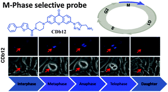 The development of a nucleus staining fluorescent probe for dynamic ... Biology Diagrams