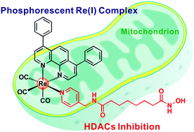 Graphical abstract: A phosphorescent rhenium(i) histone deacetylase inhibitor: mitochondrial targeting and paraptosis induction