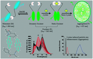 Graphical abstract: Lysine triggered ratiometric conversion of dynamic to static excimer of a pyrene derivative: aggregation-induced emission, nanomolar detection and human breast cancer cell (MCF7) imaging