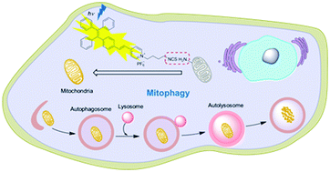 Graphical abstract: Real-time monitoring of the mitophagy process by a photostable fluorescent mitochondrion-specific bioprobe with AIE characteristics