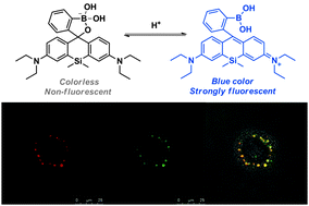 Graphical abstract: Spiroboronate Si-rhodamine as a near-infrared probe for imaging lysosomes based on the reversible ring-opening process