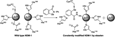 Graphical abstract: Ebselen as a potent covalent inhibitor of New Delhi metallo-β-lactamase (NDM-1)