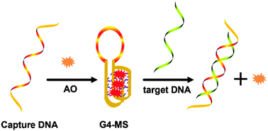 Graphical abstract: A label-free fluorescent molecular switch for a DNA hybridization assay utilizing a G-quadruplex-selective auramine O