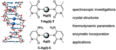 Graphical abstract: Structures, physicochemical properties, and applications of T–HgII–T, C–AgI–C, and other metallo-base-pairs