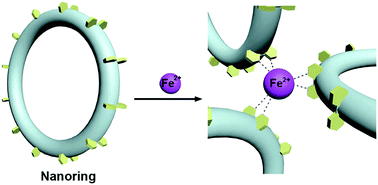 Graphical abstract: Gathering nanorings via Fe2+–bipyridine coordination