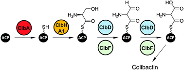 Graphical abstract: Colibactin biosynthesis and biological activity depend on the rare aminomalonyl polyketide precursor