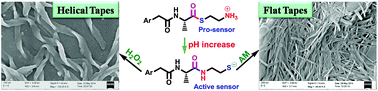 Graphical abstract: In aquo ppm level detection of acrylamide through S-to-N acyl transfer mediated activation of pro-sensors