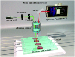 Graphical abstract: An in situ Raman spectroscopy-based microfluidic “lab-on-a-chip” platform for non-destructive and continuous characterization of Pseudomonas aeruginosa biofilms
