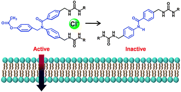 Graphical abstract: Chloride transport activities of trans- and cis-amide-linked bisureas