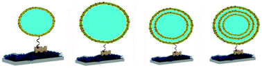 Graphical abstract: Lamellar sheet exfoliation of single lipid vesicles by a membrane-active peptide