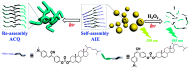 Graphical abstract: Photo-triggered transformation from vesicles to branched nanotubes fabricated by a cholesterol-appended cyanostilbene