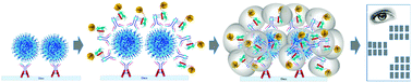 Graphical abstract: A scanometric antibody probe for facile and sensitive immunoassays