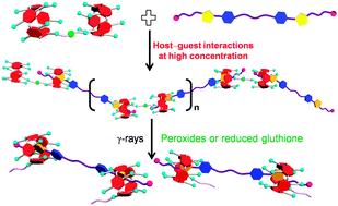 Graphical abstract: A γ-ray and dual redox-responsive supramolecular polymer constructed by a selenium containing pillar[5]arene dimer and a neutral guest