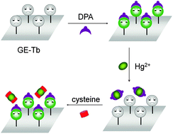 Graphical abstract: Luminescent lanthanide graphene for detection of bacterial spores and cysteine